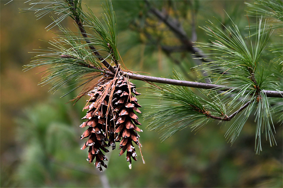 Rock John Pine Cones Nature   Botanical   Class B 20251022